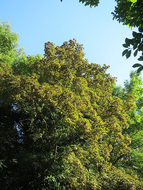 Sycamore maple: Bergahorn ( Acer pseudoplatanus ) im Rodenhoferdell in Alt-Saarbrücken