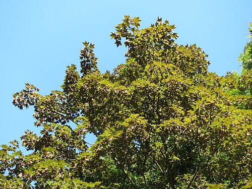 Sycamore maple: Bergahorn ( Acer pseudoplatanus ) im Rodenhoferdell in Alt-Saarbrücken