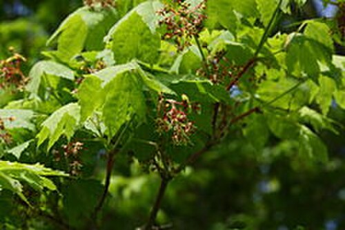 Keijo maple: The flowers of Korean maple (Acer pseudosieboldianum), Botanical Garden of Tallinn, Estonia