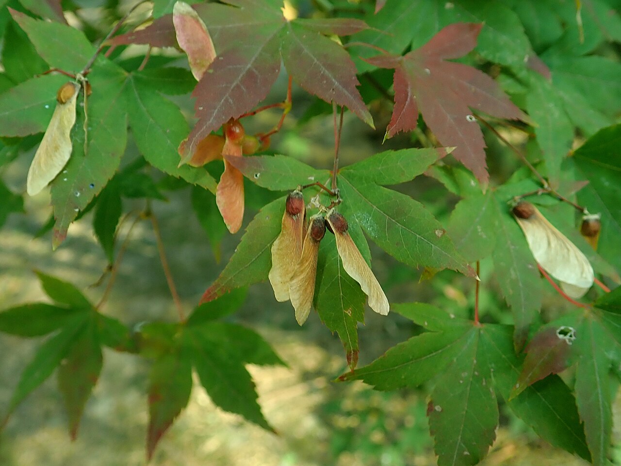 Acer pubipalmatum: Acer pubipalmatum , arboretum in Glinna, Poland.