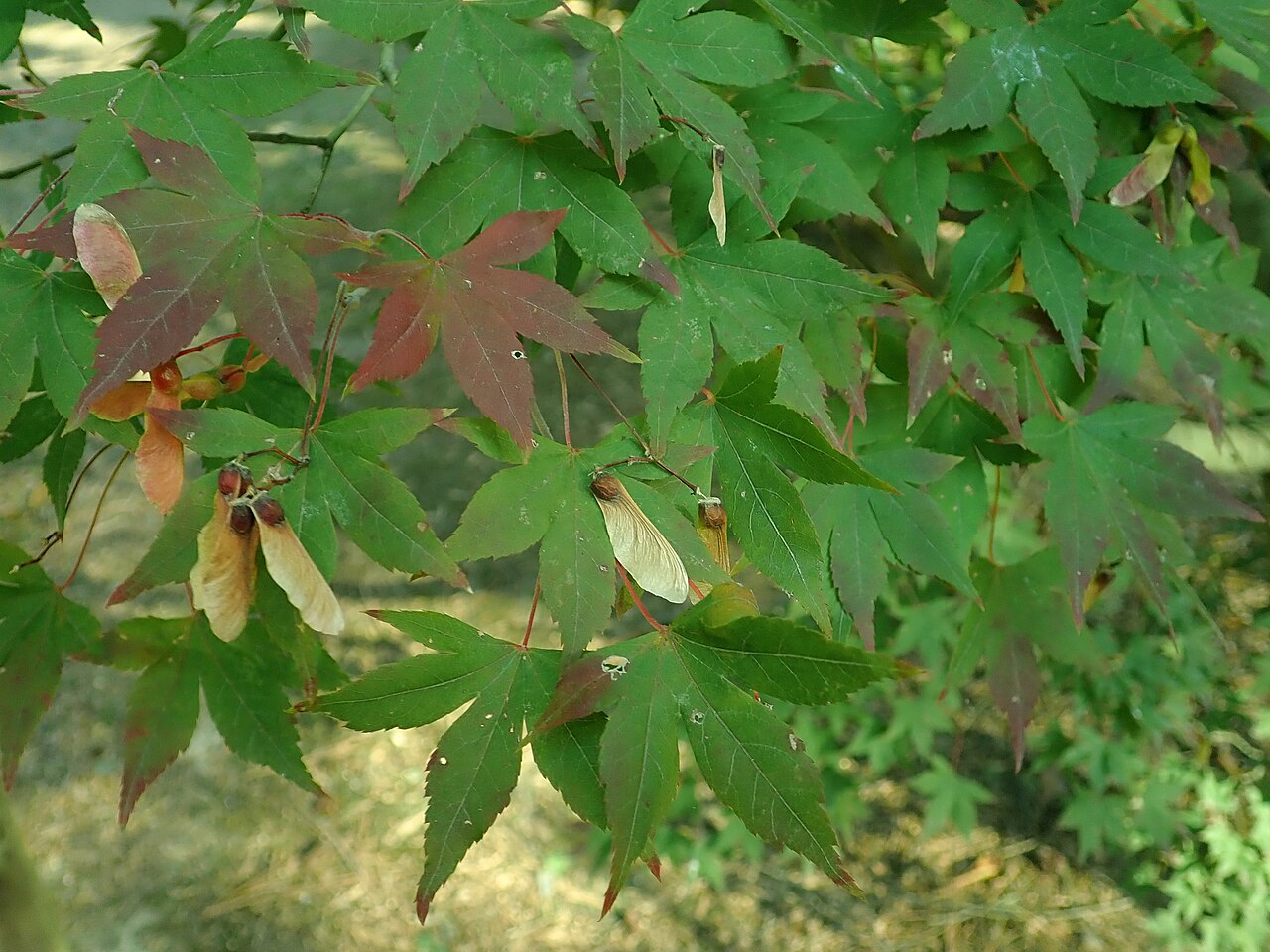 Acer pubipalmatum: Acer pubipalmatum , arboretum in Glinna, Poland.