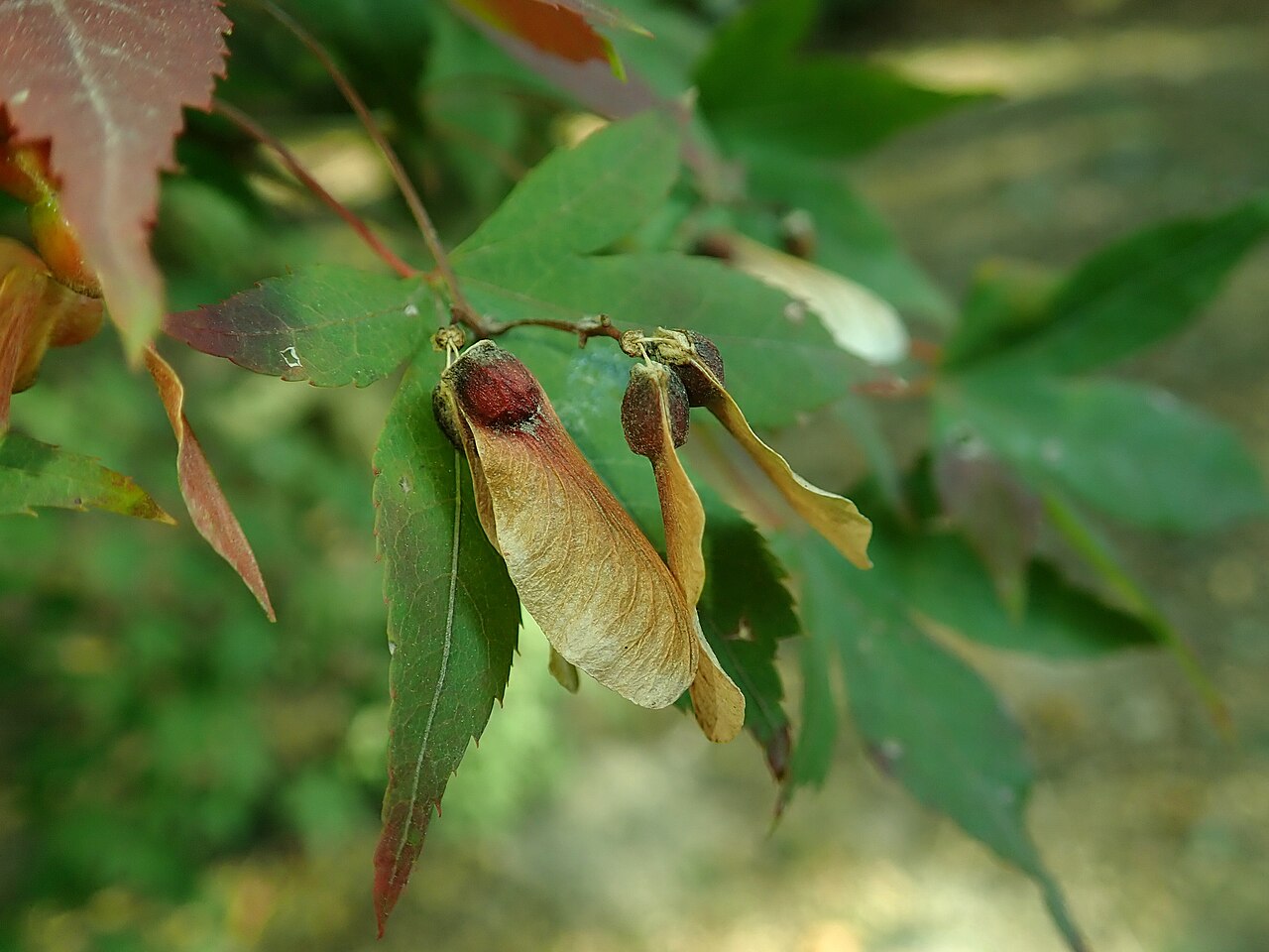 Acer pubipalmatum: Acer pubipalmatum , arboretum in Glinna, Poland.