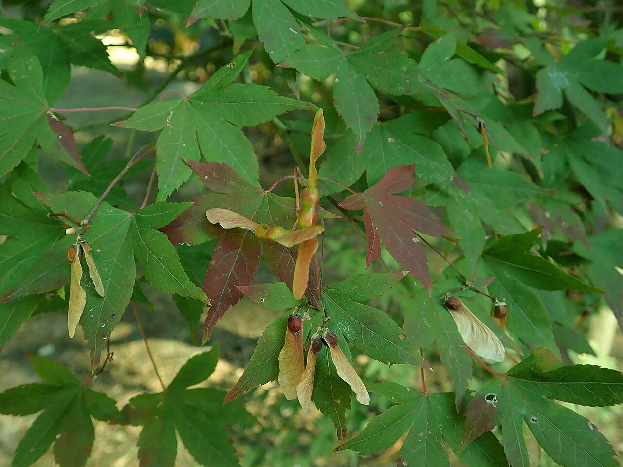 Acer pubipalmatum: Acer pubipalmatum , arboretum in Glinna, Poland.