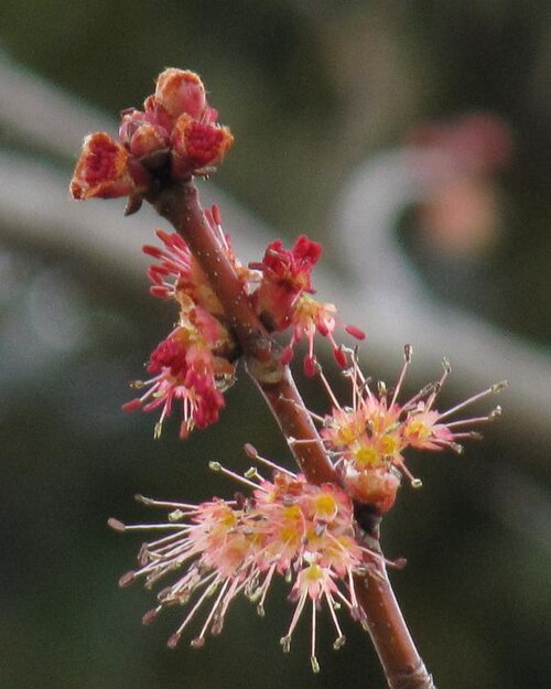 Hananoki maple: Japanese Red Maple