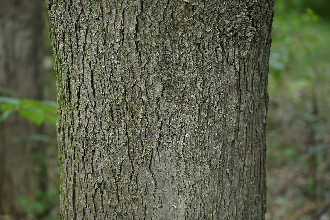 Hananoki maple: ハナノキの樹皮(筑波実験植物園)