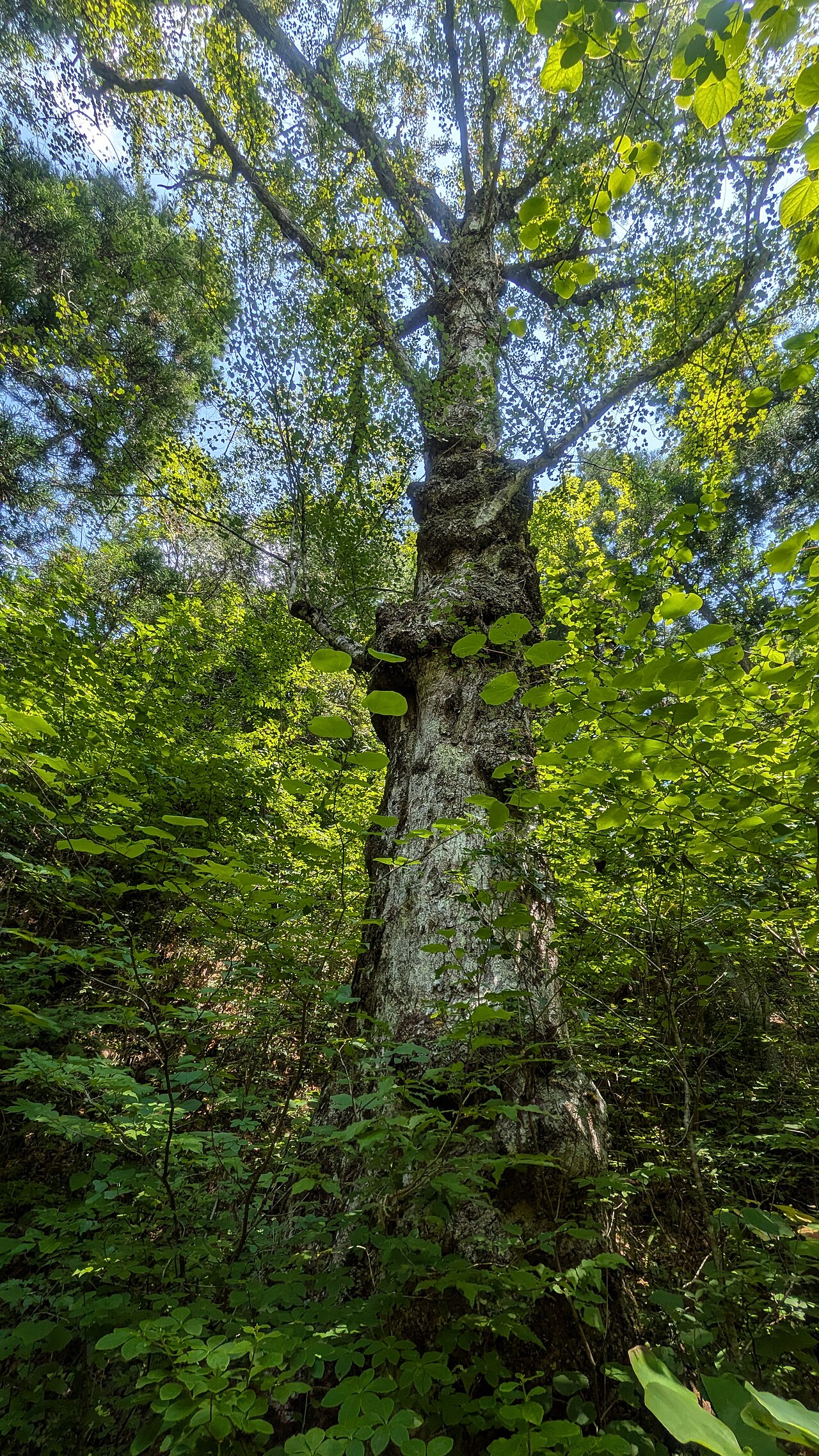 Hananoki maple: Acer pycnanthum around Kazore River in Nagiso, Nagano Prefecture, Japan.