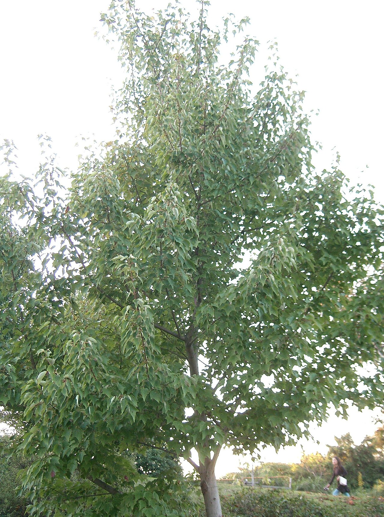 Hananoki maple: Acer pycnanthum ( (syn. Acer rubrum var. pycnanthum ) )