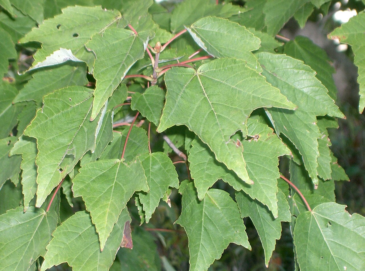 Hananoki maple: Acer pycnanthum