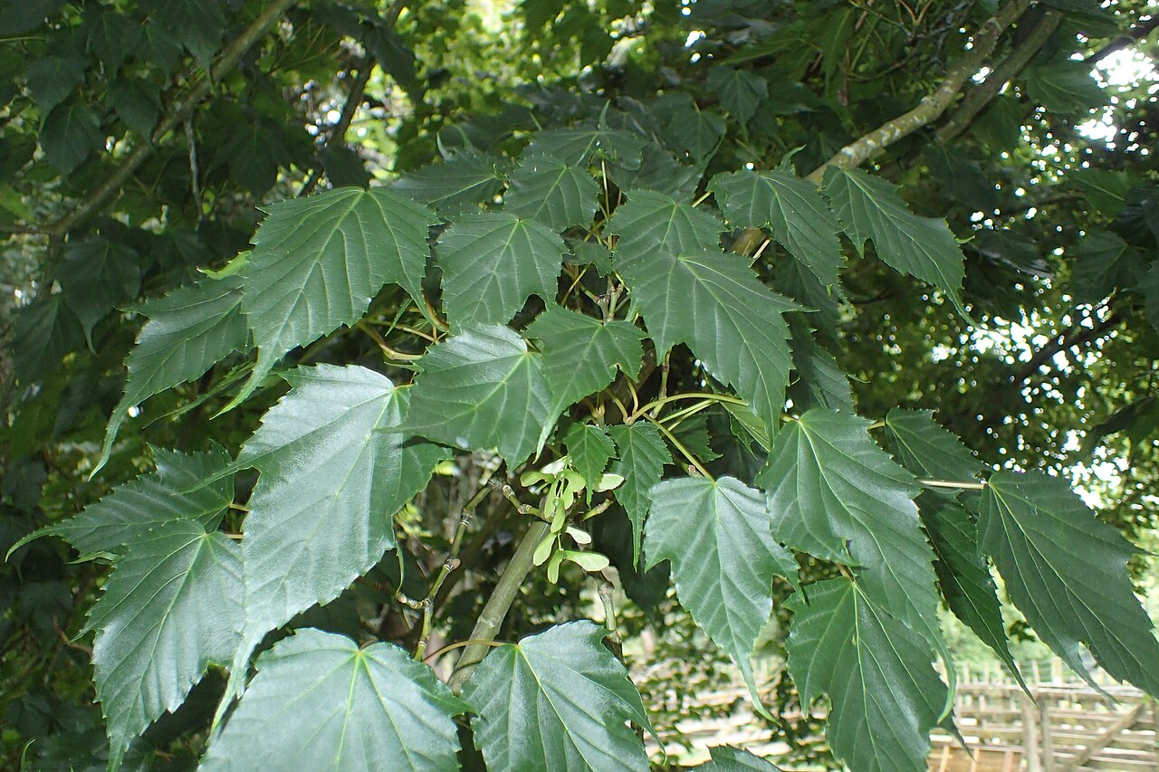 Acer rubescens: Acer rubescens in Hackfalls Arboretum, Hawkes's Bay, NZ