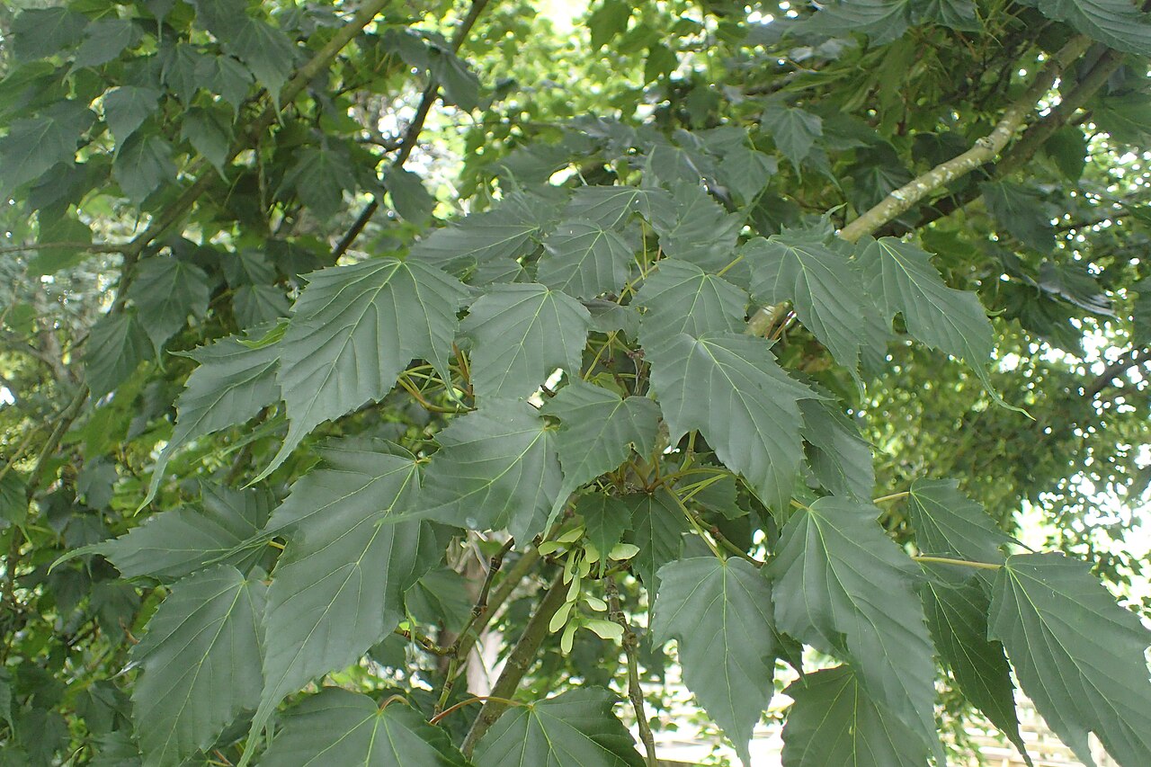 Acer rubescens: Acer rubescens in Hackfalls Arboretum, Hawkes's Bay, NZ