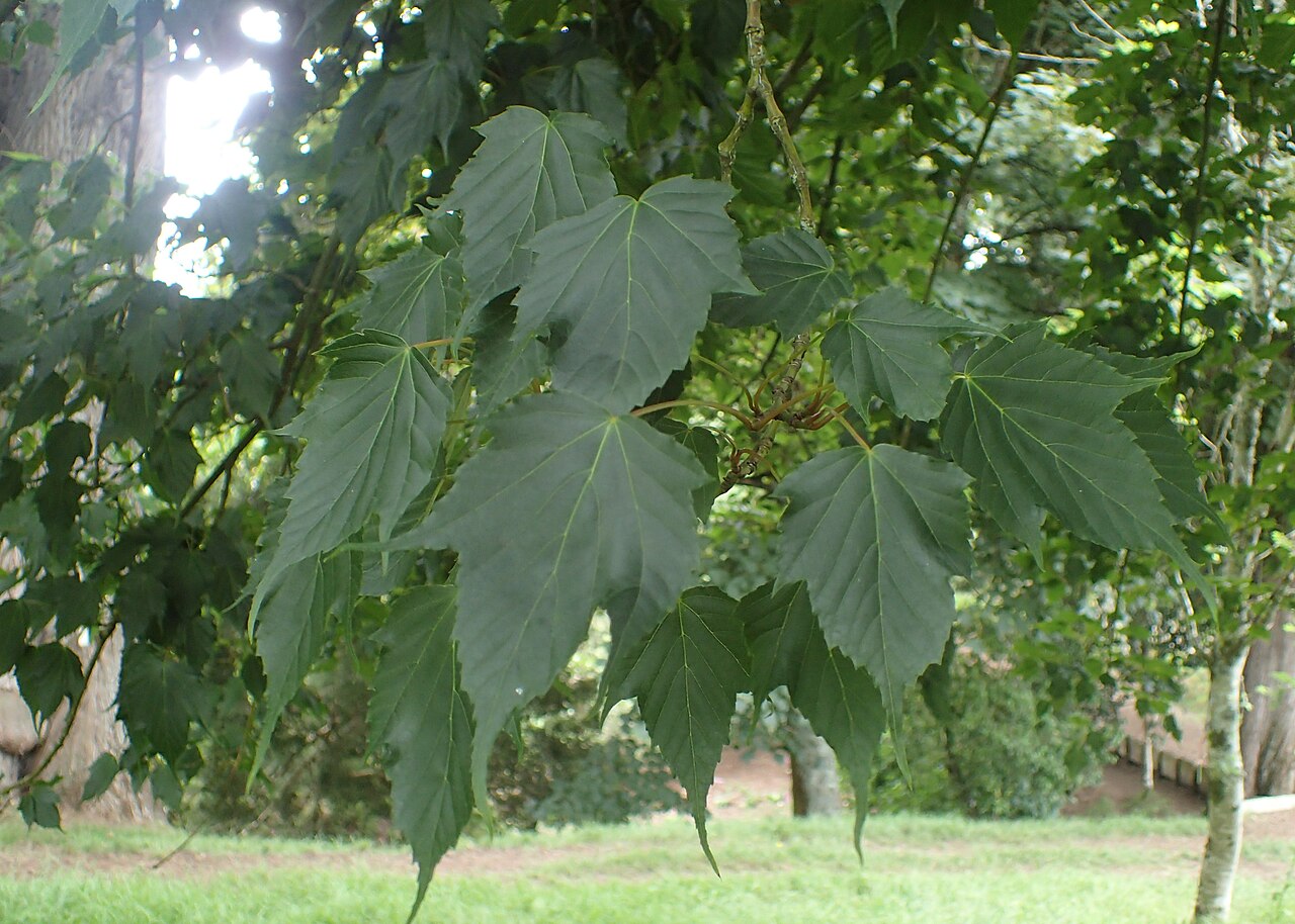 Acer rubescens: Acer rubescens in Hackfalls Arboretum, Hawkes's Bay, NZ