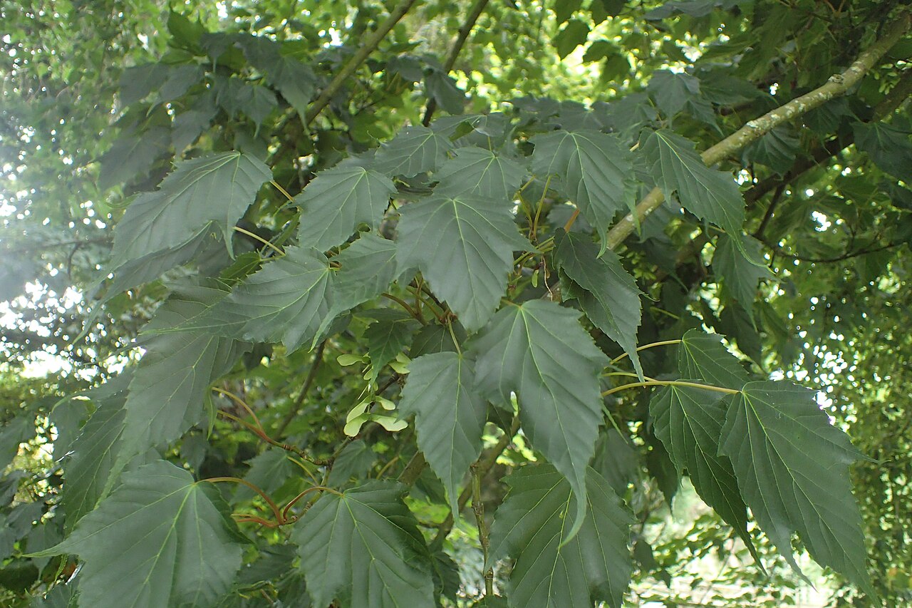 Acer rubescens: Acer rubescens in Hackfalls Arboretum, Hawkes's Bay, NZ