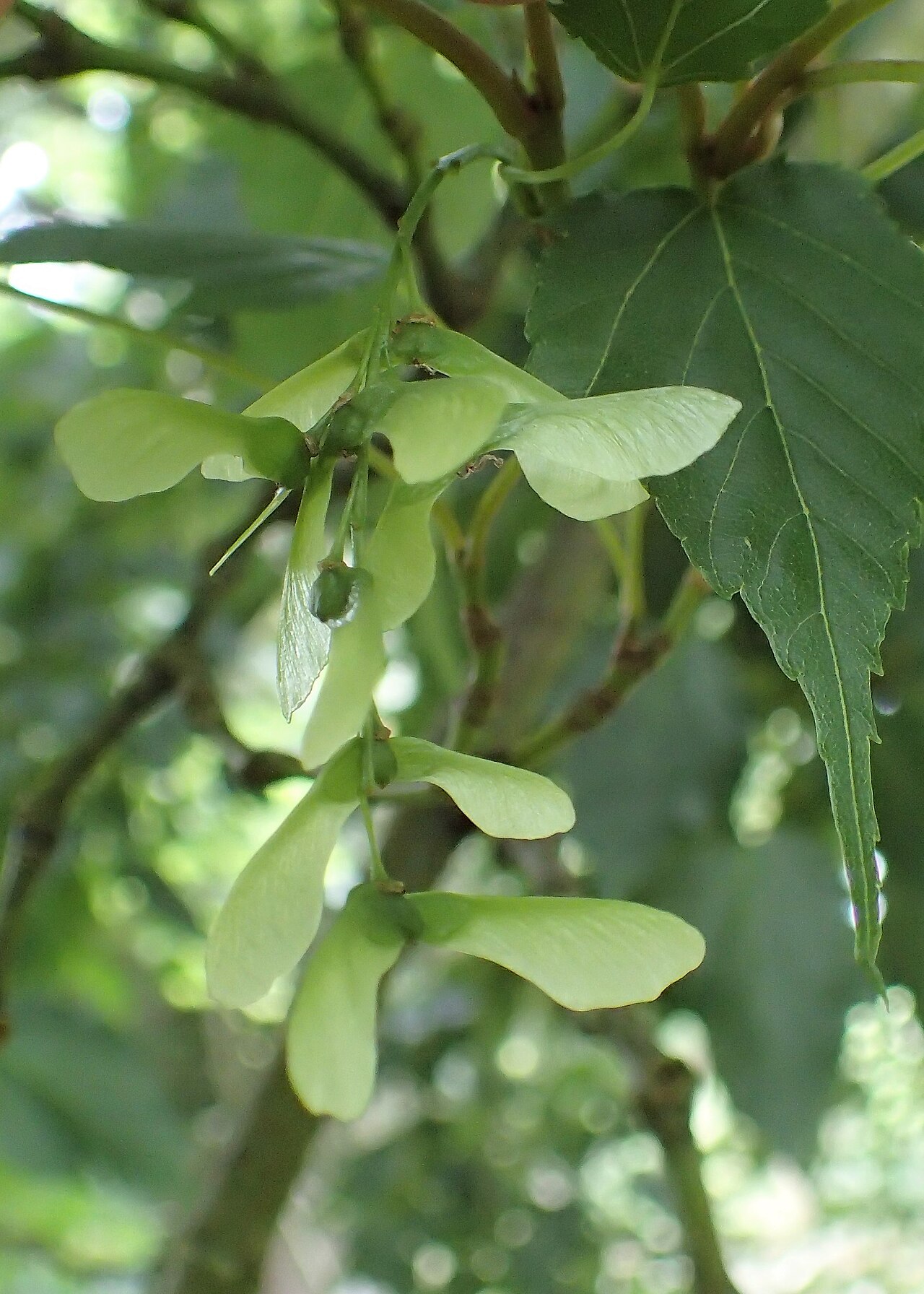 Acer rubescens: Acer rubescens in Hackfalls Arboretum, Hawkes's Bay, NZ