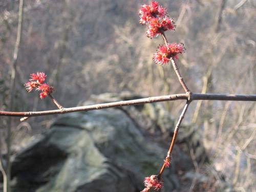 Red maple
