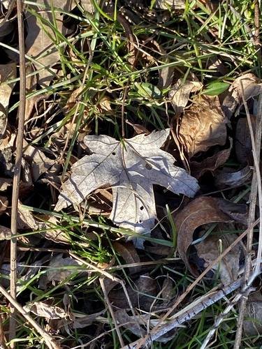 Silver maple (Acer saccharinum)