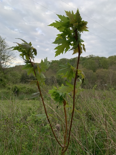Silver maple (Acer saccharinum)