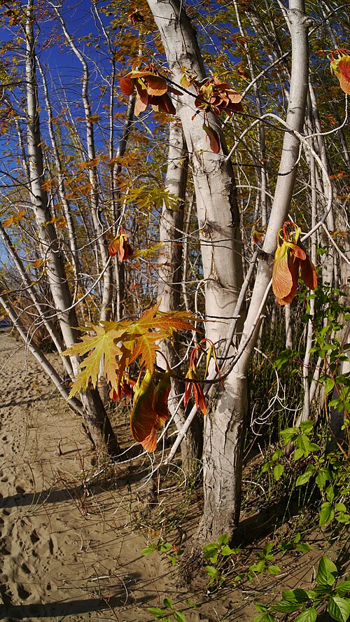 Silver maple: Acer saccharinum near Columbia River in East Wenatchee, Douglas County Washington