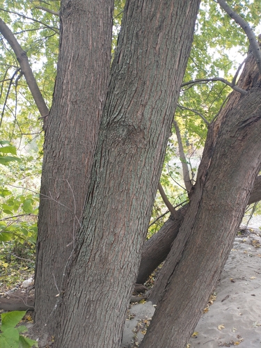 Silver maple (Acer saccharinum)