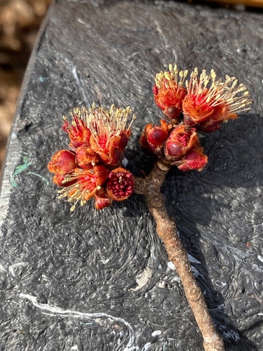 Silver maple (Acer saccharinum)