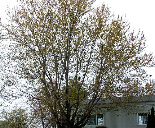 Silver maple: Nom français : érable argenté. Nom anglais : silver maple. Port au printemps de l'érable argenté.