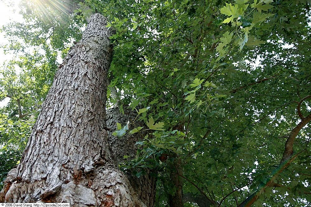 Silver maple: Location taken: Bayard Cutting Arboretum, Oakdale, New York. Names: Acer saccharinum L., Acer plateado, Acero argentato, Acero saccarino, Arce de Florida, Arce 