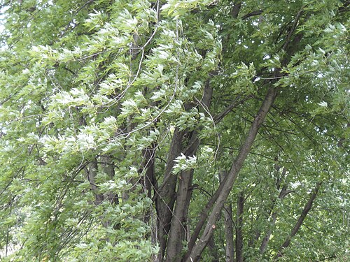 Silver maple: Acer saccharinum , Grimes Farm Nature Center, Marshalltown, Iowa