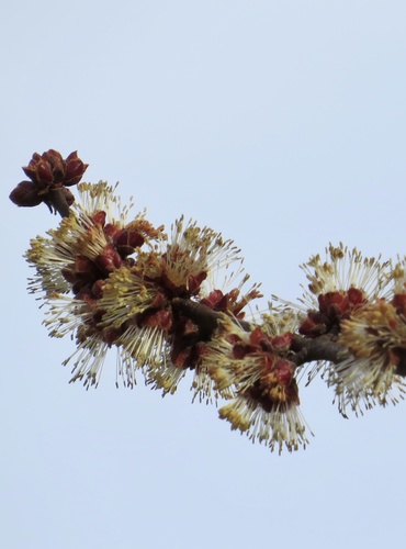Silver maple (Acer saccharinum)