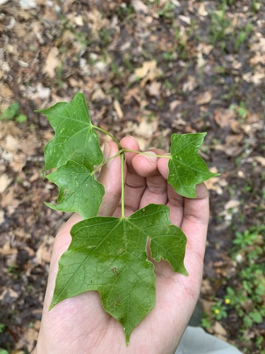 Sugar maple (Acer saccharum)