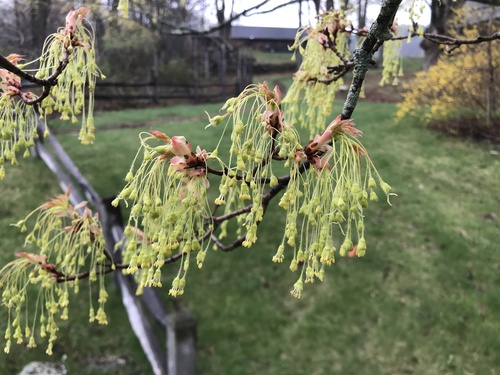 Sugar maple (Acer saccharum)