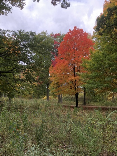 Sugar maple (Acer saccharum)