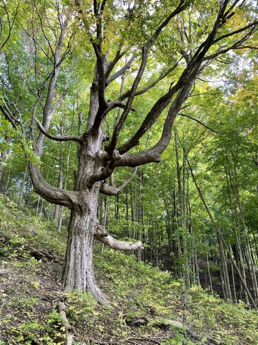Sugar maple (Acer saccharum)