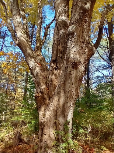 Sugar maple (Acer saccharum)