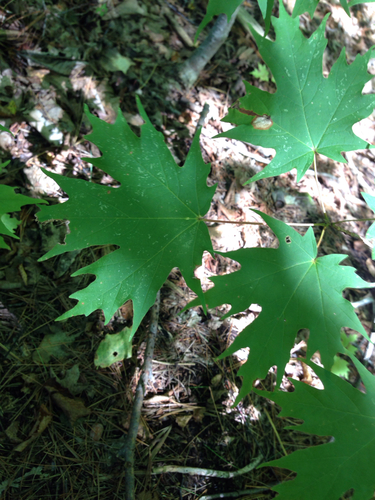 Sugar maple (Acer saccharum)