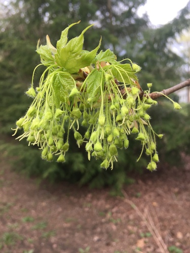 Sugar maple (Acer saccharum)