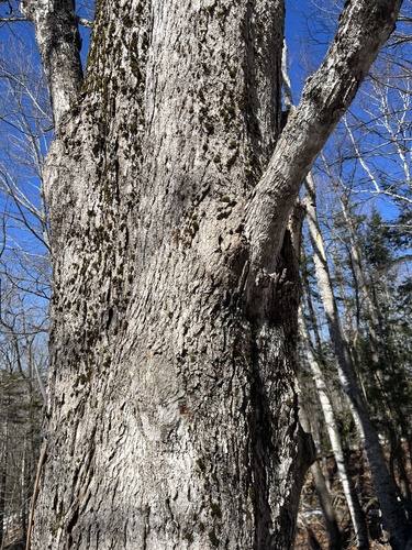 Sugar maple (Acer saccharum)