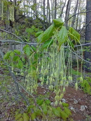 Sugar maple (Acer saccharum)