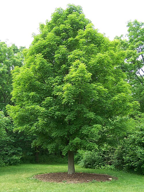 Sugar maple: Sugar maple tree, Acer saccharum . Specimen at Morton Arboretum, Lisle, Illinois. Accession 258-78-1.