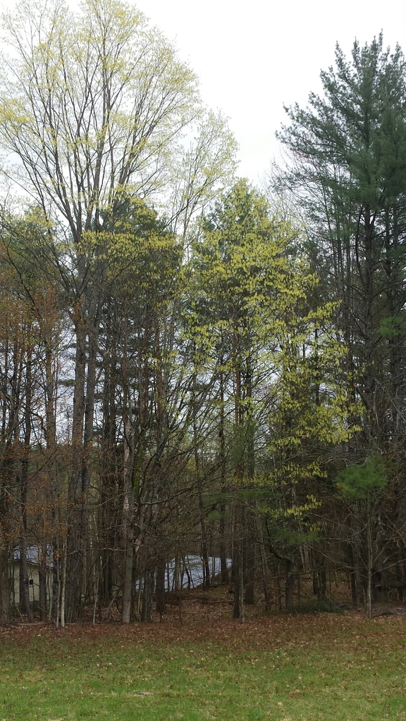 Sugar maple (Acer saccharum)