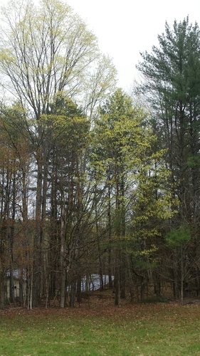 Sugar maple (Acer saccharum)