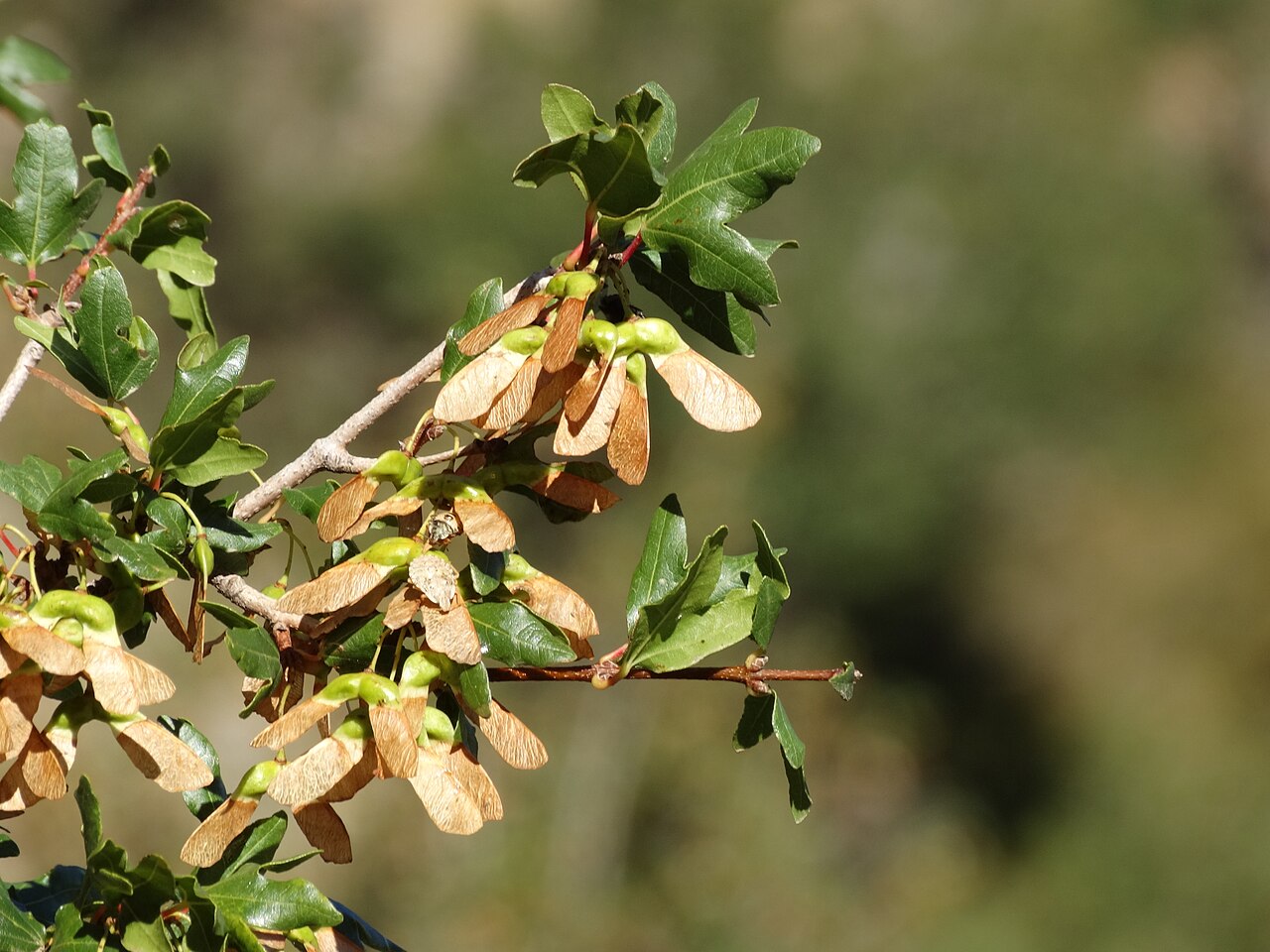 Cretan maple: klon wieczniezielony Acer sempervirens - liście i owoce