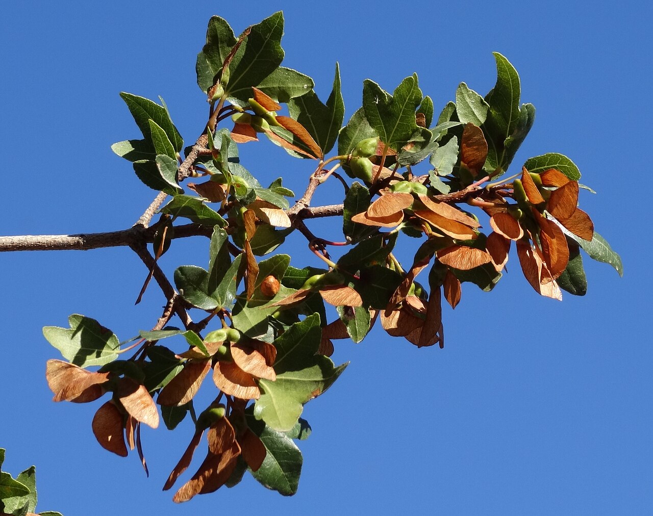 Cretan maple: klon wieczniezielony Acer sempervirens - liście i owoce