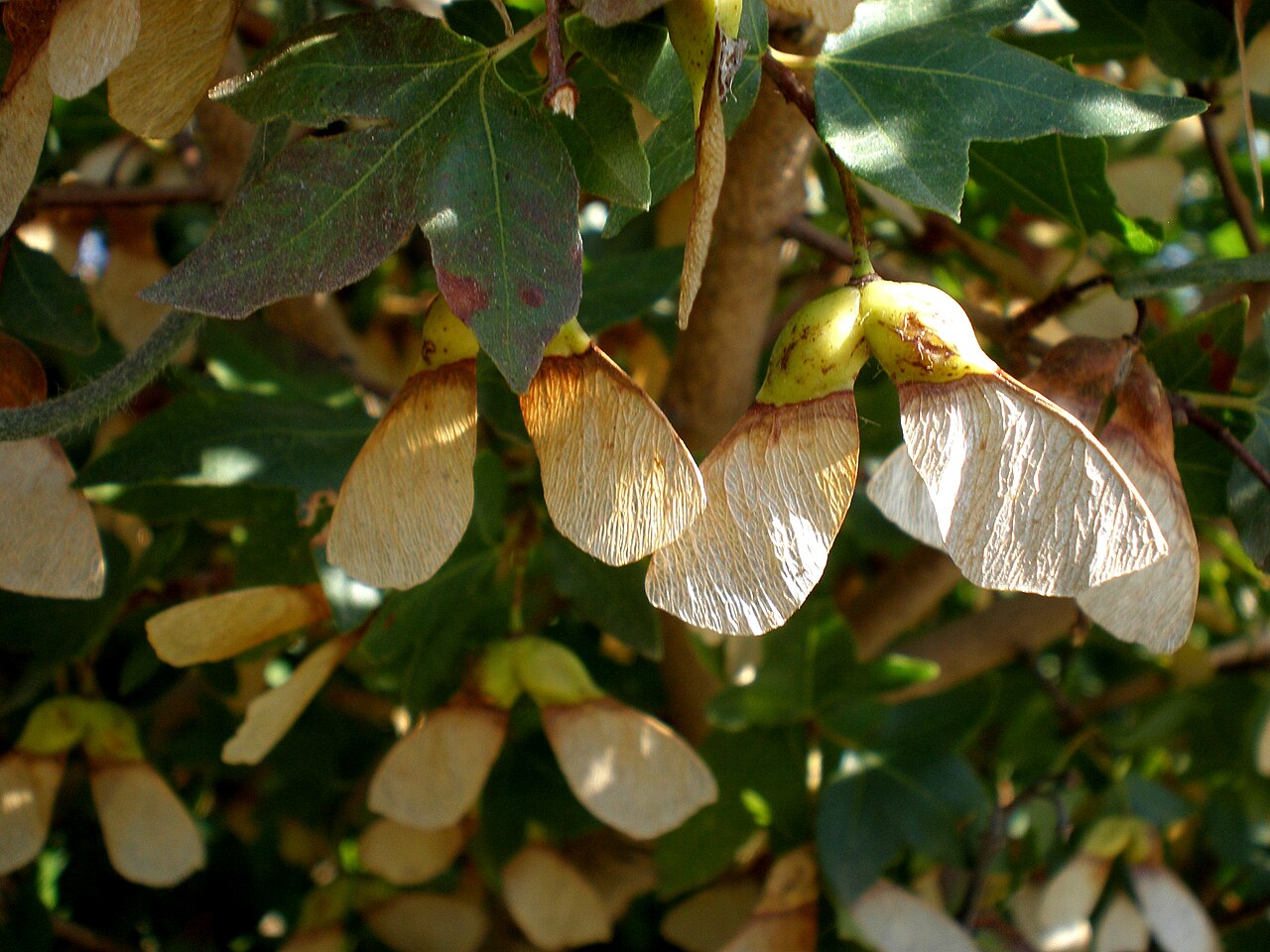 Cretan maple: Jardín Botánico de Barcelona.