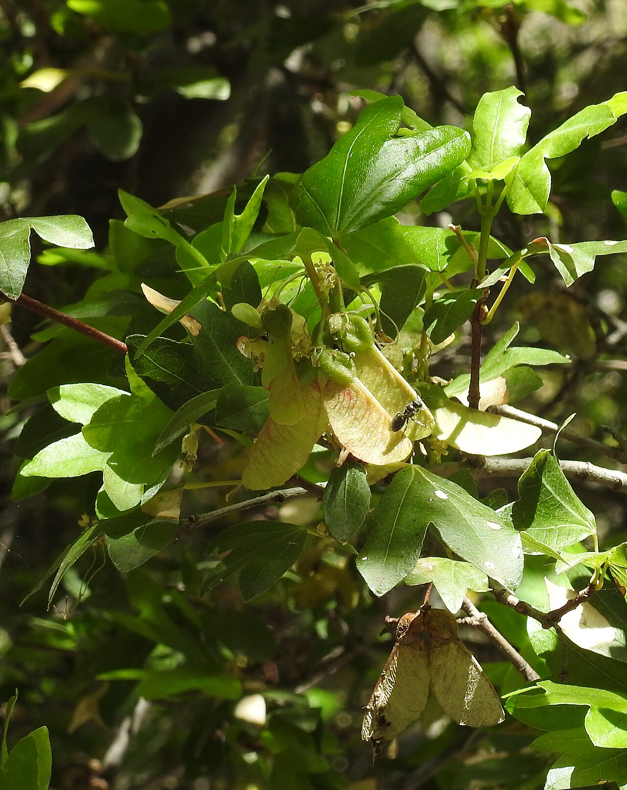Cretan maple: Cretan maple ( Acer sempervirens ) with fruits, Imbros Gorge, Crete, Greece