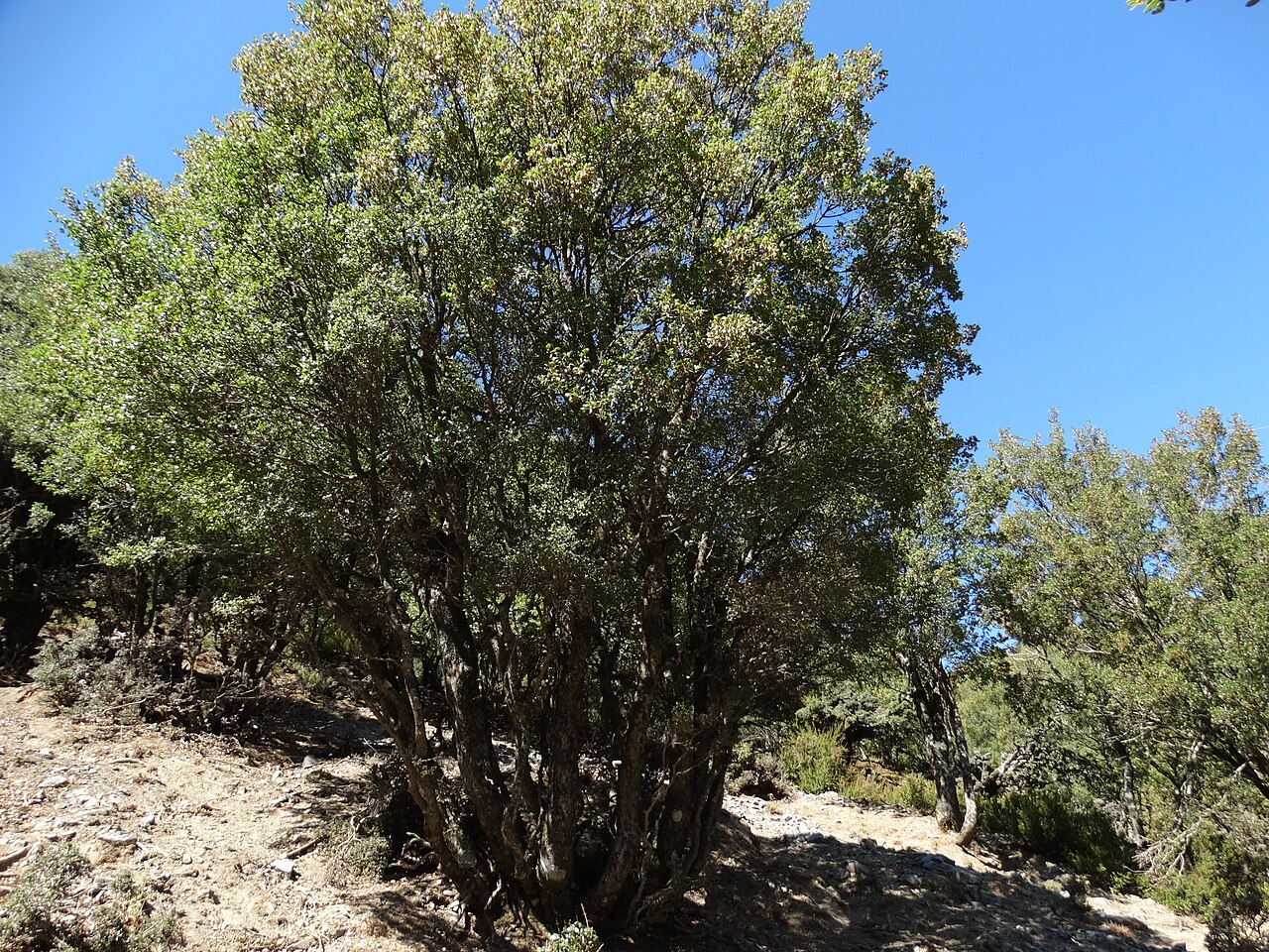 Cretan maple: klon wieczniezielony Acer sempervirens - okaz wielopniowy
