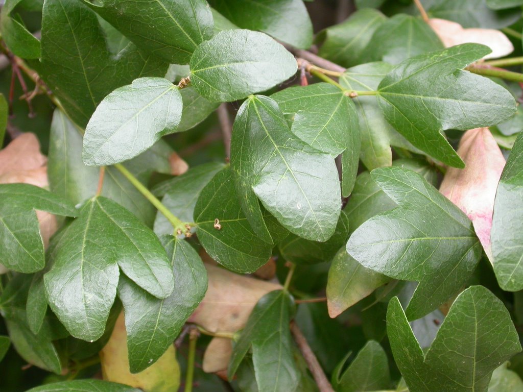 Cretan maple: Acer sempervirens leaves - Feuilles d'érable de Crète