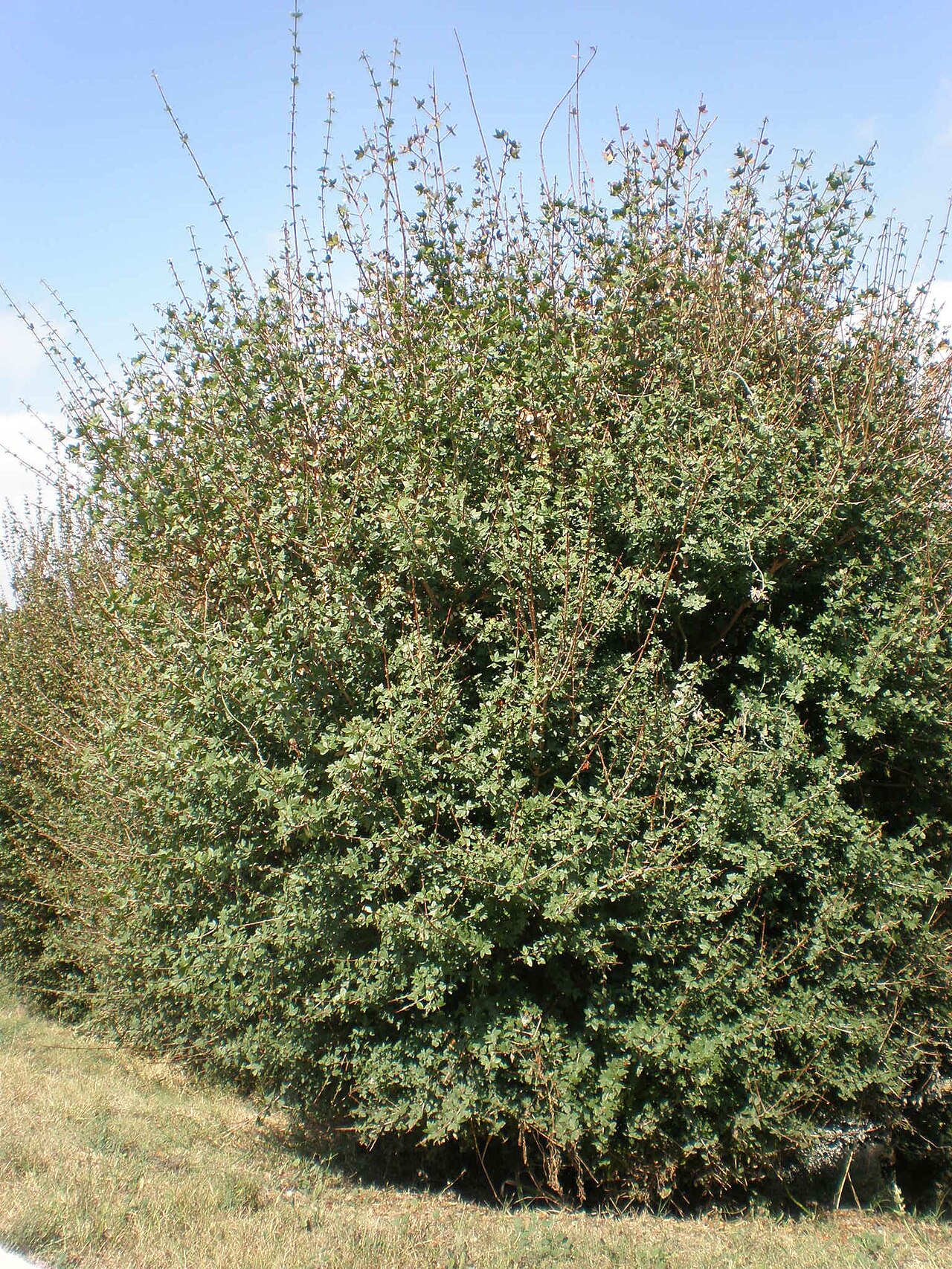 Cretan maple: Jardín Botánico de Barcelona.