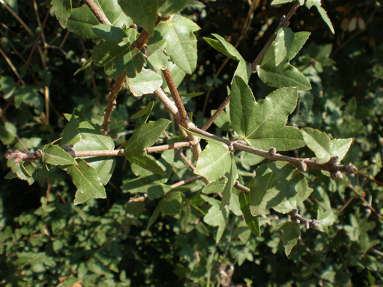 Cretan maple: Jardín Botánico de Barcelona.