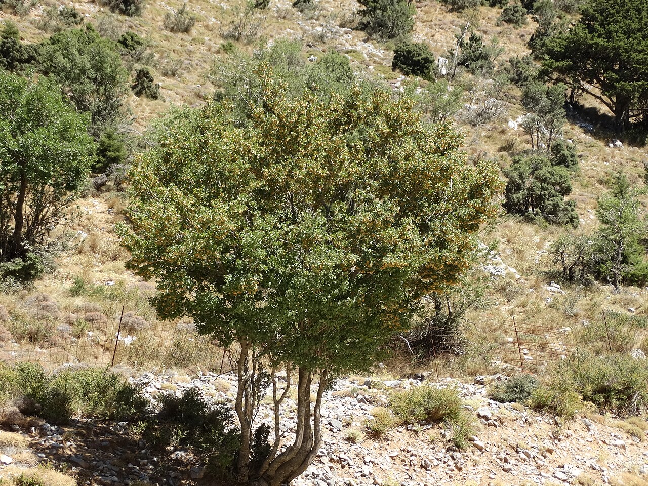 Cretan maple: klon wieczniezielony Acer sempervirens - pokrój