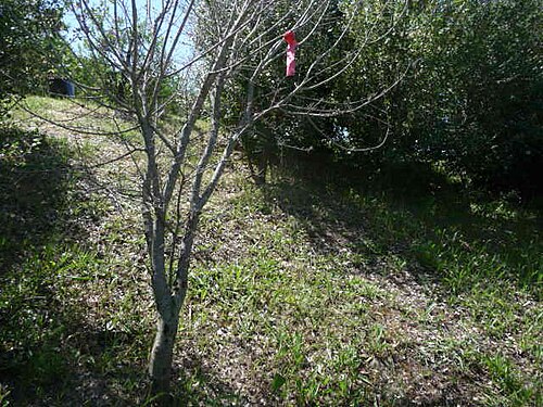 Cretan maple: Sense fulles