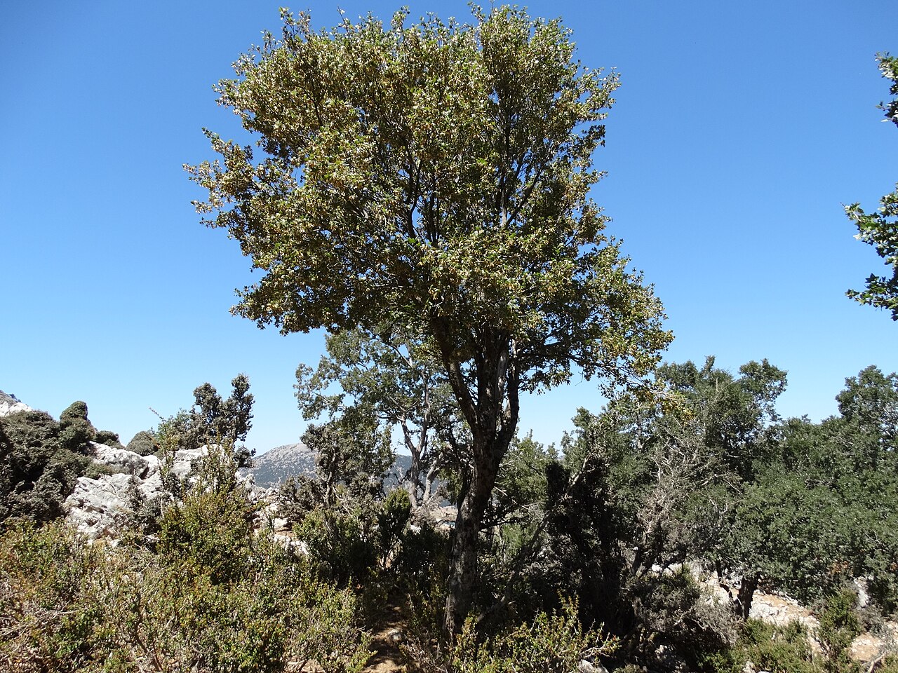 Cretan maple: klon wieczniezielony Acer sempervirens - pokrój